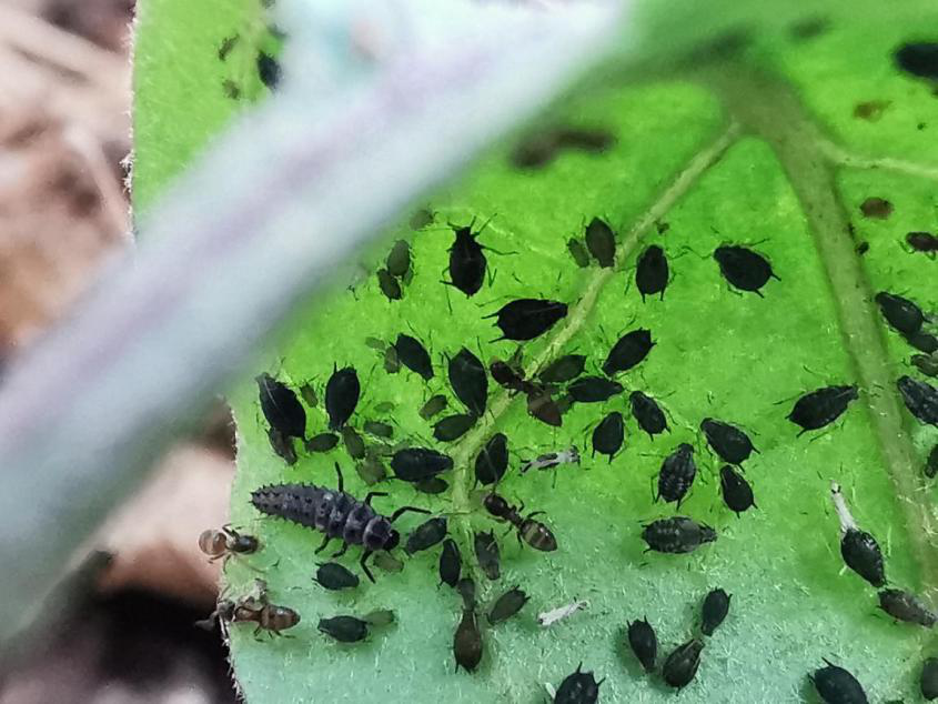 天空农场观察课蚜虫和它的朋友与天敌