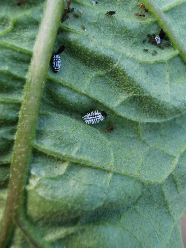 天空农场观察课——蚜虫和它的朋友与天敌