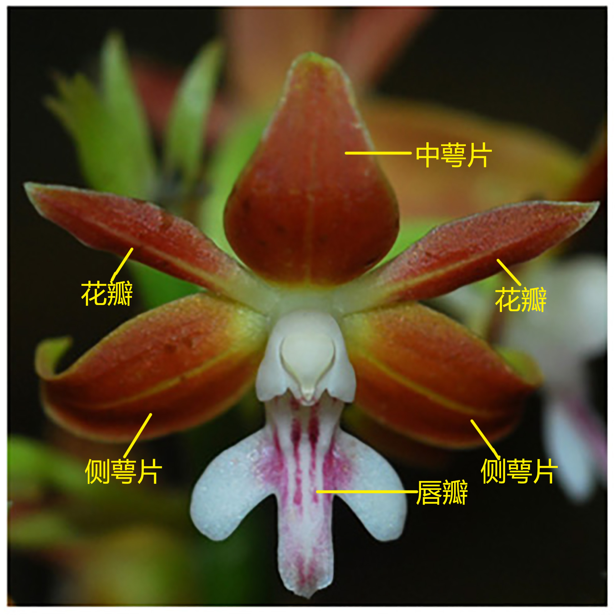 雌雄蕊合生的合蕊柱兰花不像其它植物的花朵具有单独的雄蕊和雌蕊